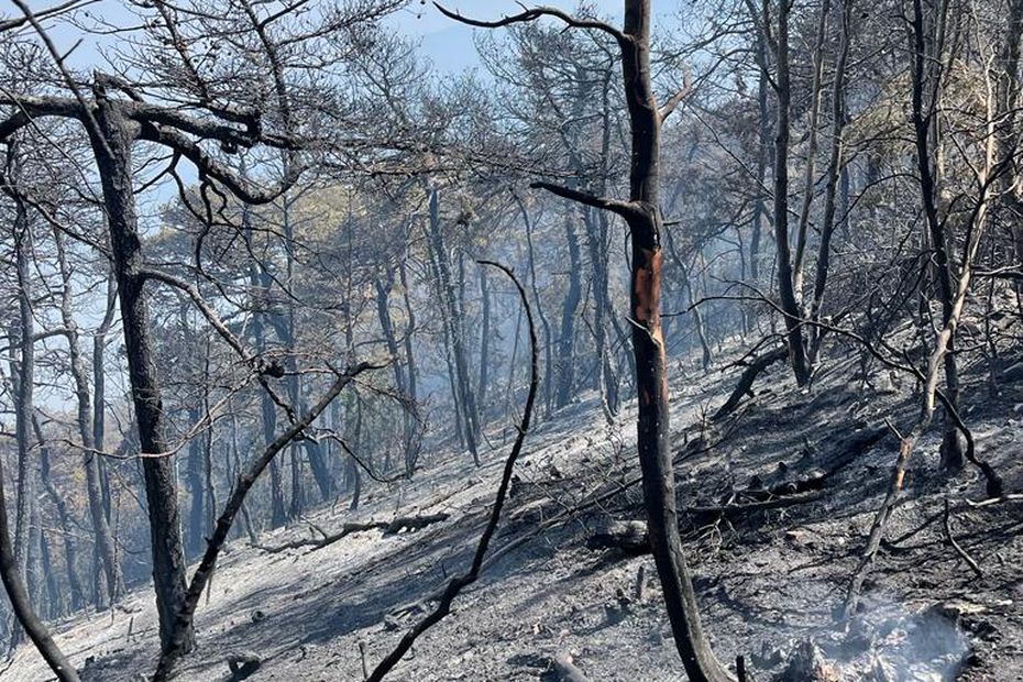 , Incendie à Chanousse : le feu de forêt est fixé après avoir parcouru 135 hectares